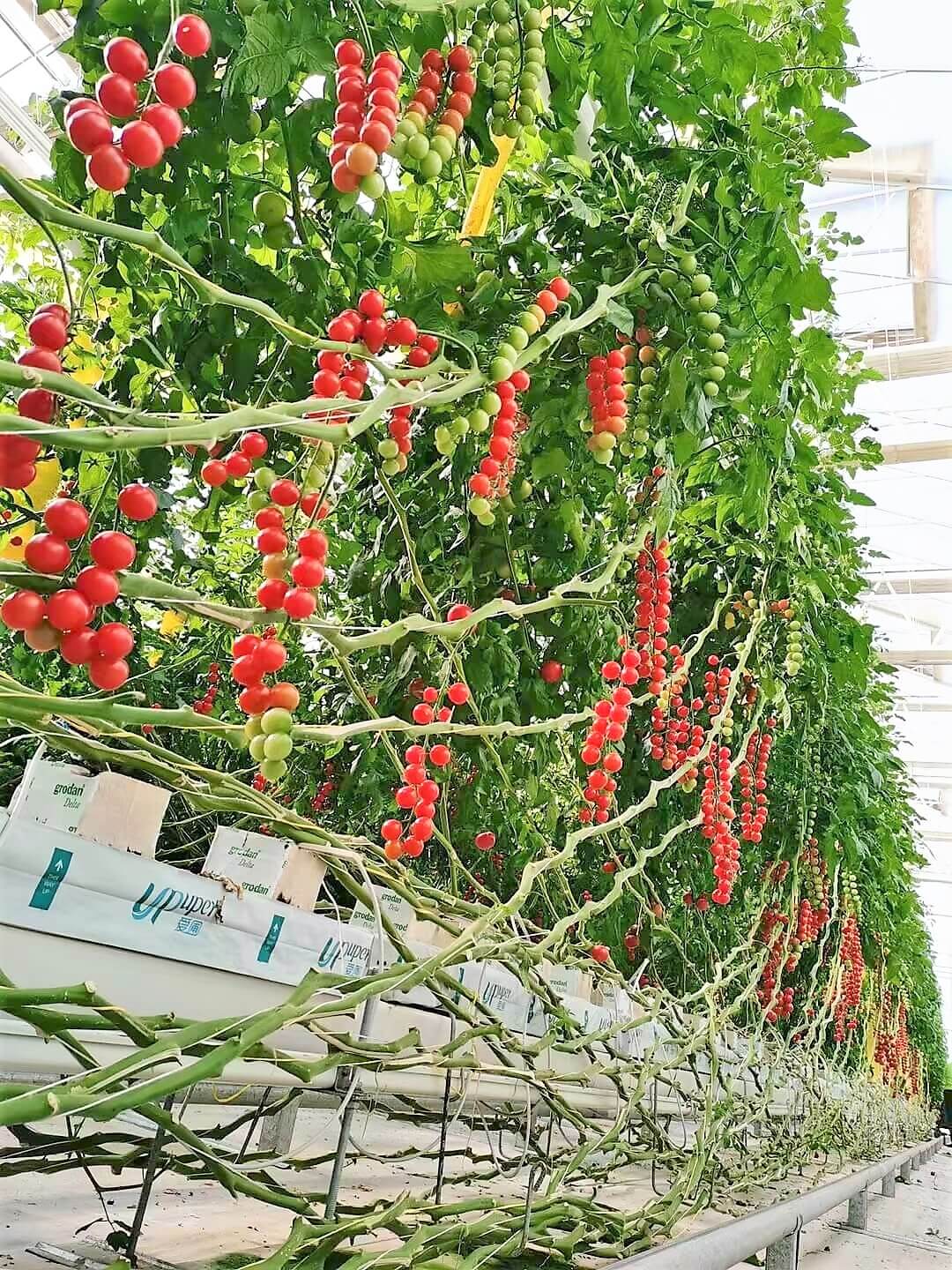 Greenhouse getter growing system to grow tomato and strawberry