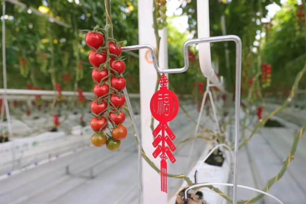 Greenhouse gutter growing system in Ulanqab, China