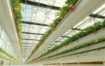 6 strawberry growing system that will make your yields skyrocket