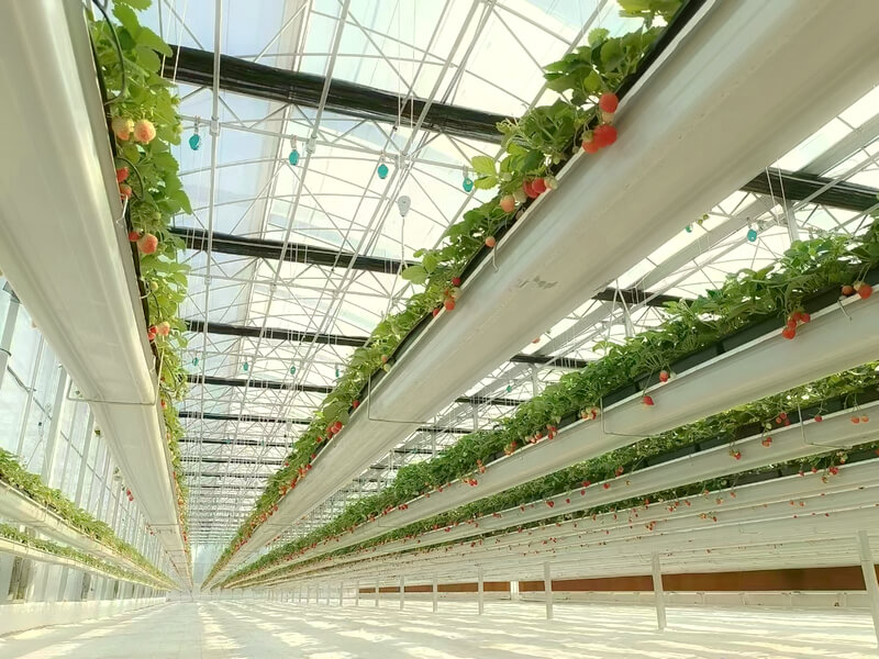 lifting moveable strawberry production in greenhouse