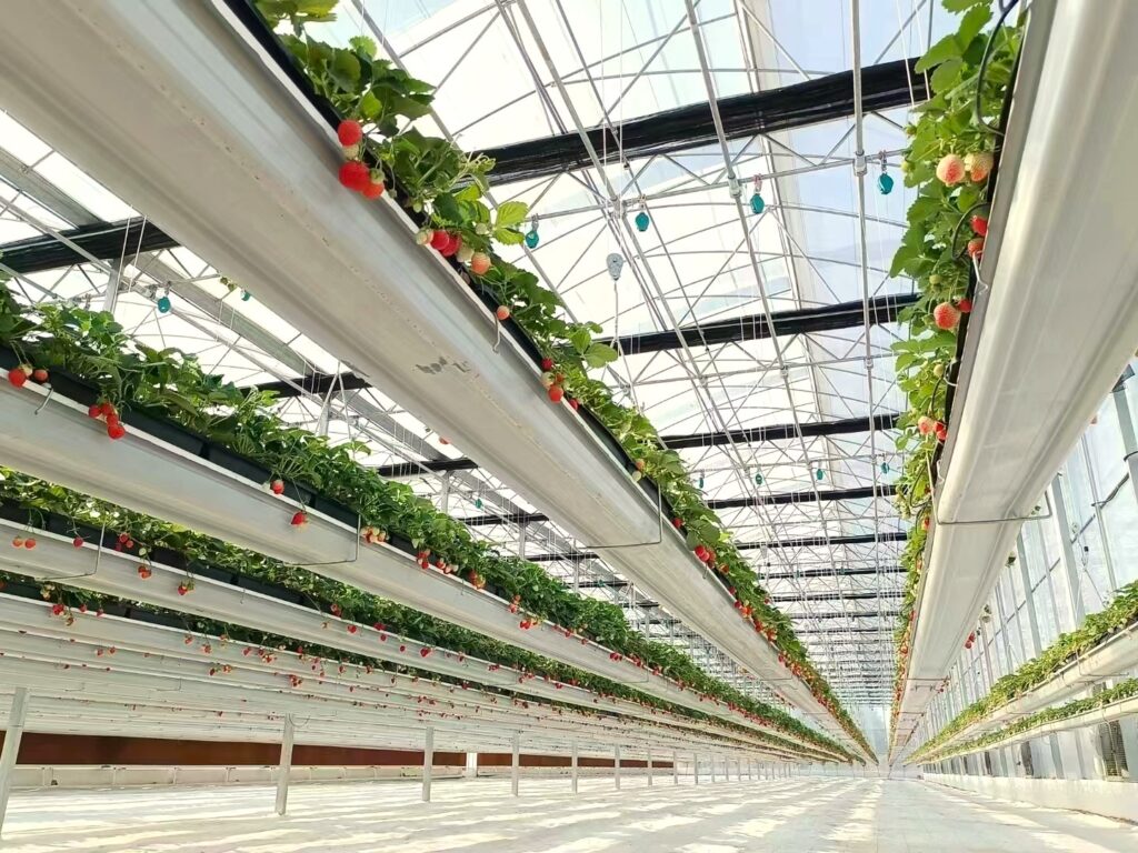 Lifting strawberry growing system 1