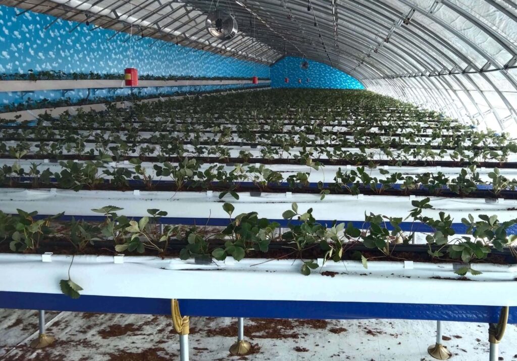 Simple strawberry growing system with substrate netting 2 1