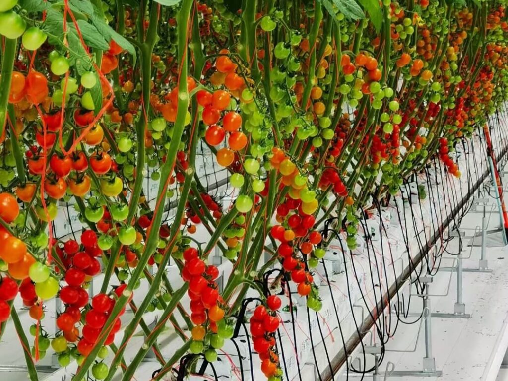 Tomato growing well by greenhouse hydroponic growing system