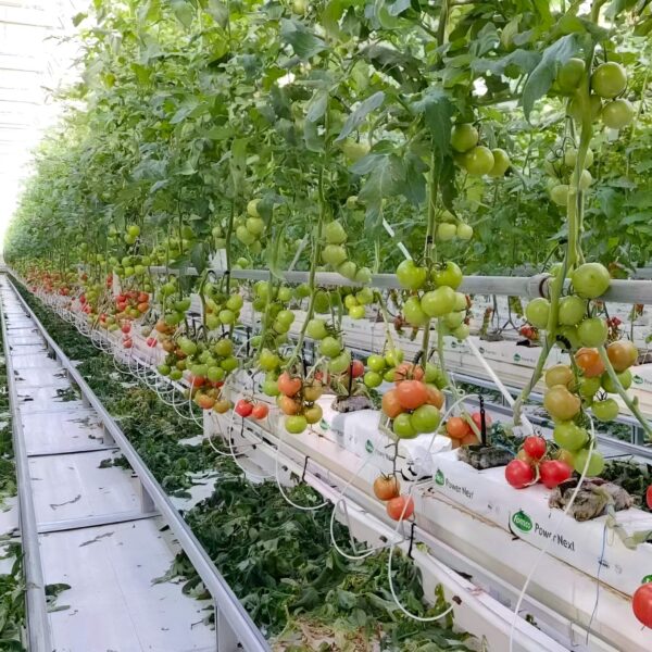 Grow gutter planting tomato