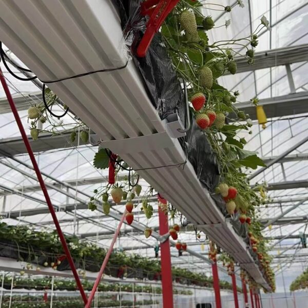 Elevated PVC gutter grow strawberry