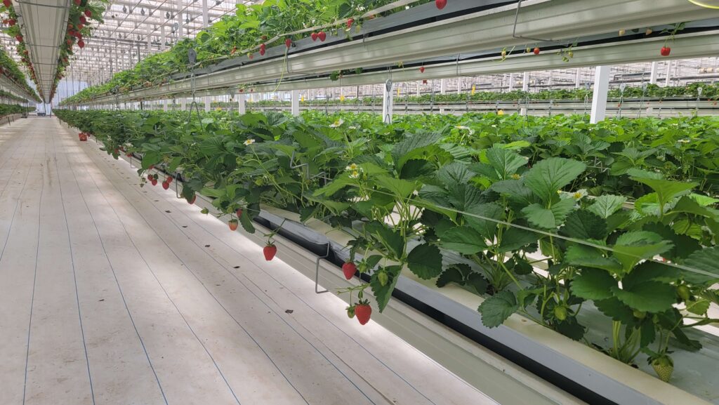 strawberry grow gutter-1