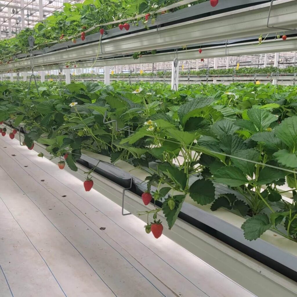 Elevated strawberry grow system