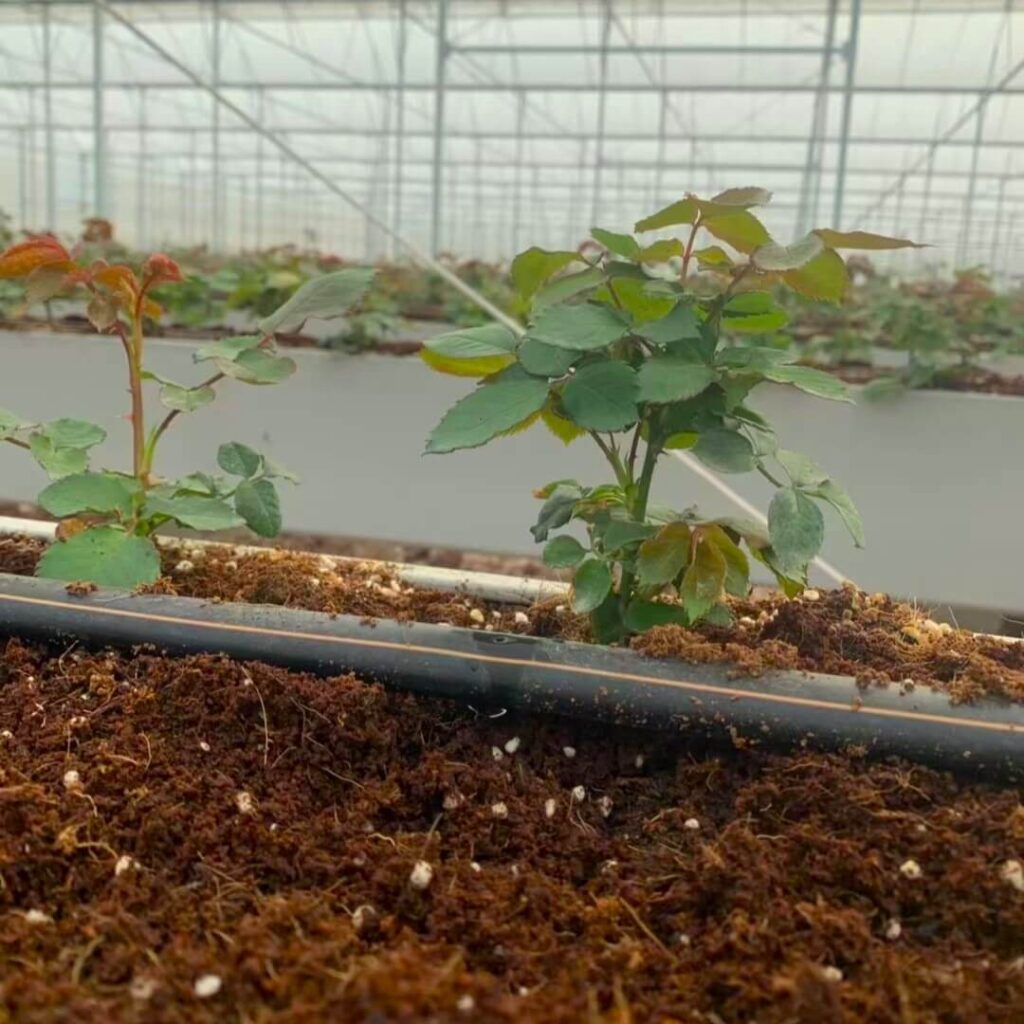 Plastic planting gutter grow rose