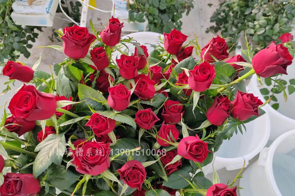 Rose cultivation in greenhouse
