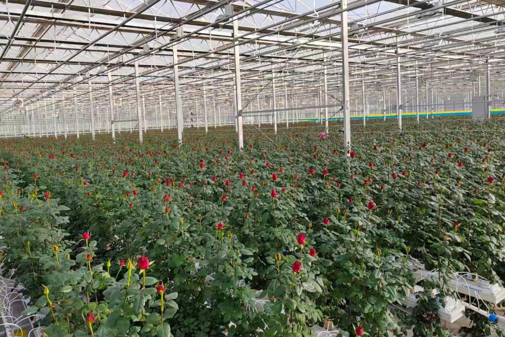 Rose cultivation in greenhouse by steel gutter