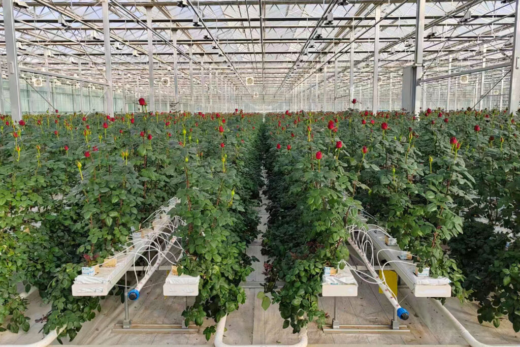 Rose-cultivation-in-polyhouse