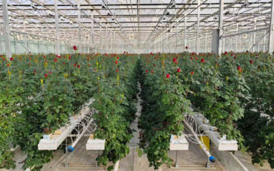 Rose Cultivation with Steel Growing Gutter: A Comprehensive Guide