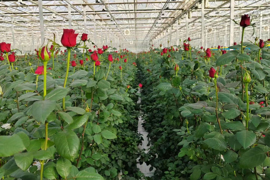 Rose cultivation in greenhouse by steel gutter
